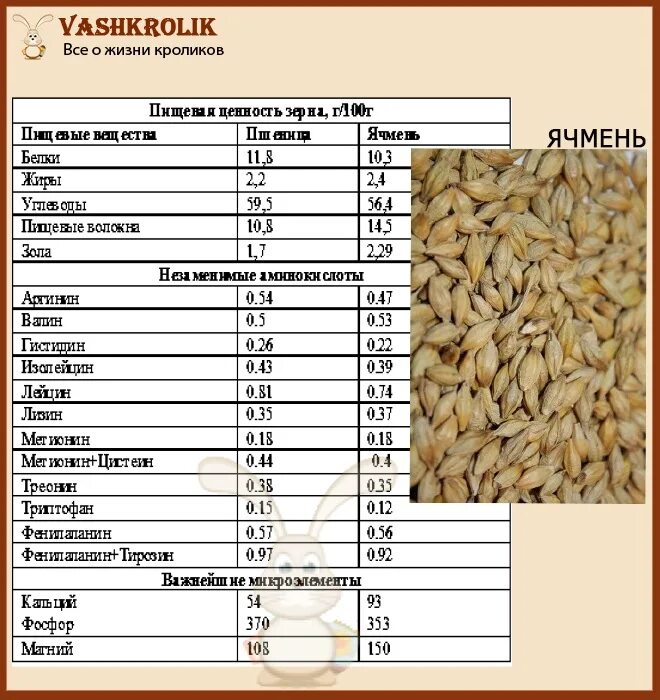 Овес таблица. Пшеница для корма кроликов. Энергетическая ценность ячменя. Зерно для кроликов. Пропорции зерносмеси для кроликов.
