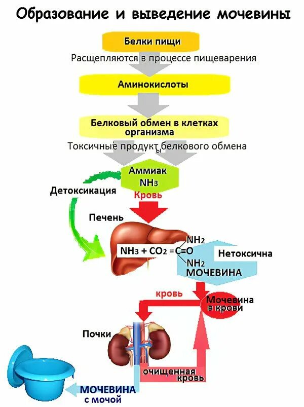 Орган отвечающий за очистку крови. Образование мочевины у человека. Схема образования мочевины. Образование и выведение мочевины из организма. Образование и вывод мочевины из организма.