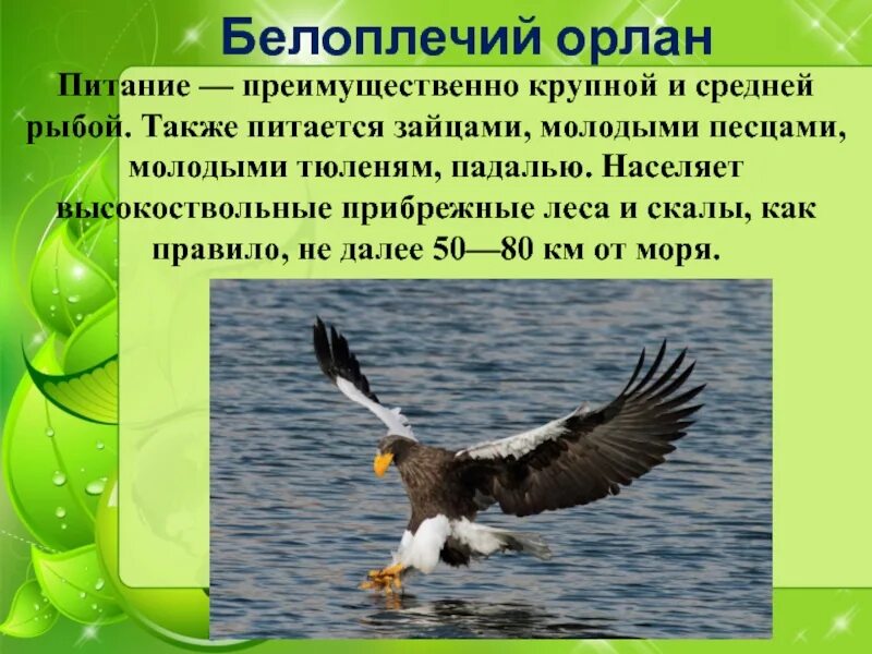 Белоплечий Орлан красная книга. Белоплечий Орлан красная книга для детей. Орлан белоплечий доклад. Белоплечий Орлан презентация. Амур имеет питание