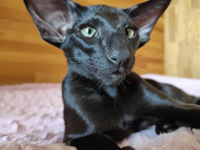 ориенталы в нижнем новгороде