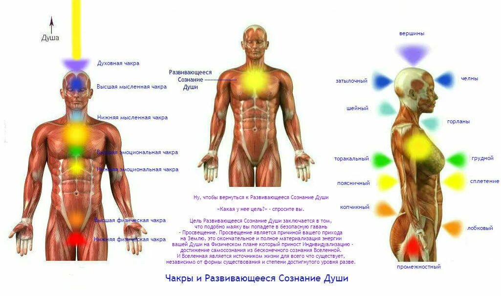 Автономный вегетативный отдел нервной системы. Энергетические тела и чакры человека. Строение человека внутренние органы рисунок. Двигательная нервная система. Расположение чакр сбоку.