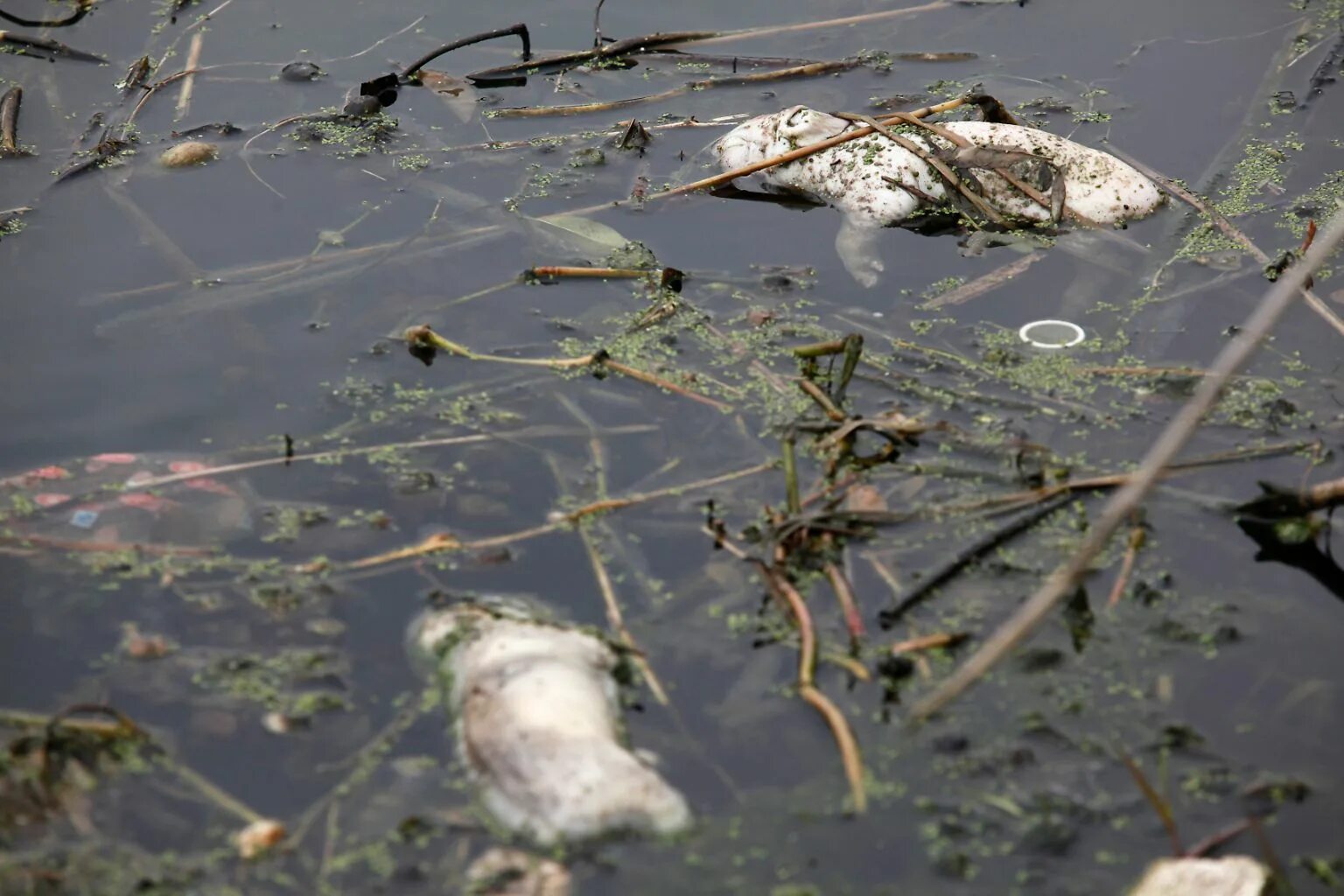 Корова в болоте. Загрязнение водоемов животные.