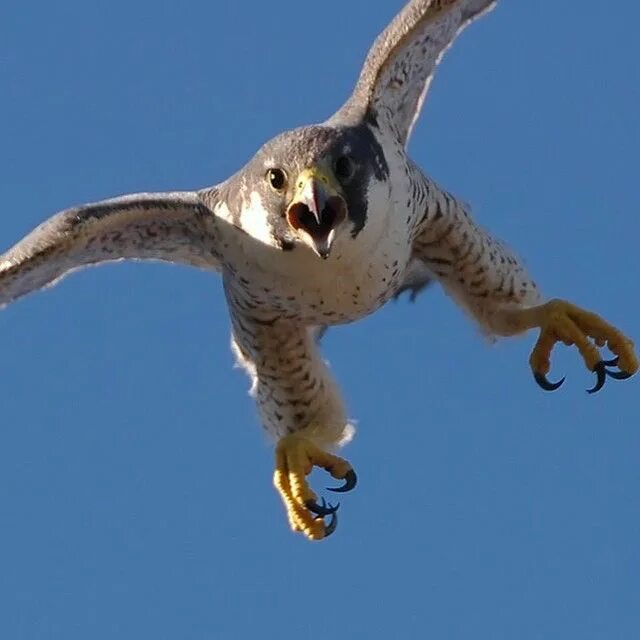 Сапсан птица. Сапсан куш. Сокол Сапсан. Сапсан пикирует. Fastest bird