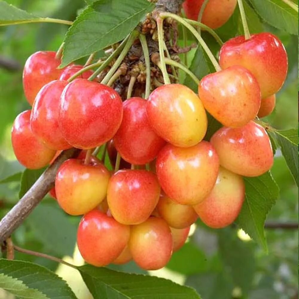 Черешня наполеон дерево. Черешня наполеон дерево. Черешня сорт наполеон. Черешня наполеон дерево. Черешня наполеон розовая.