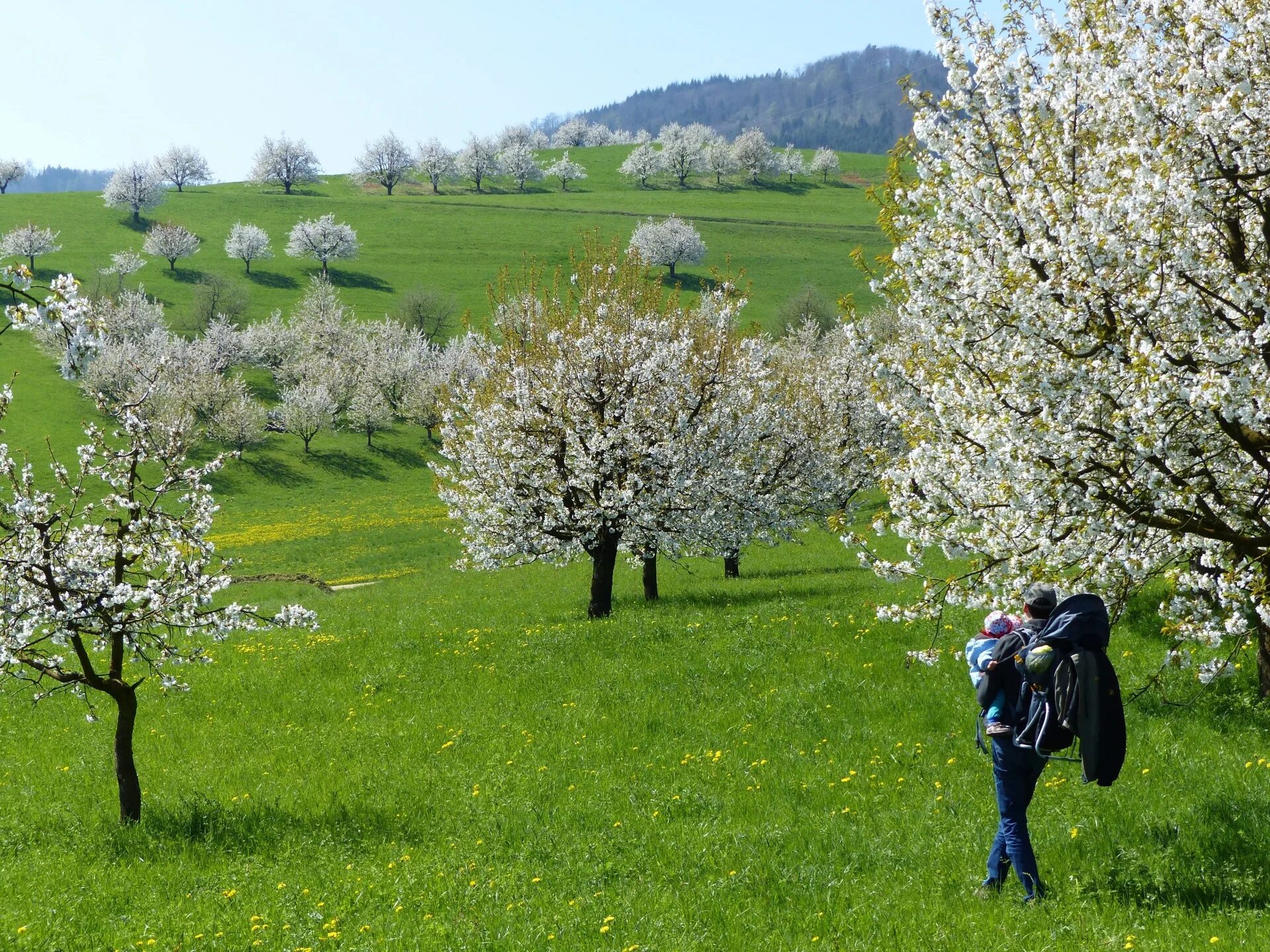 Was the best in spring. Сьон дерево. Весна в Швейцарии картинки. Mountainnavruz20spring. Beautiful places.