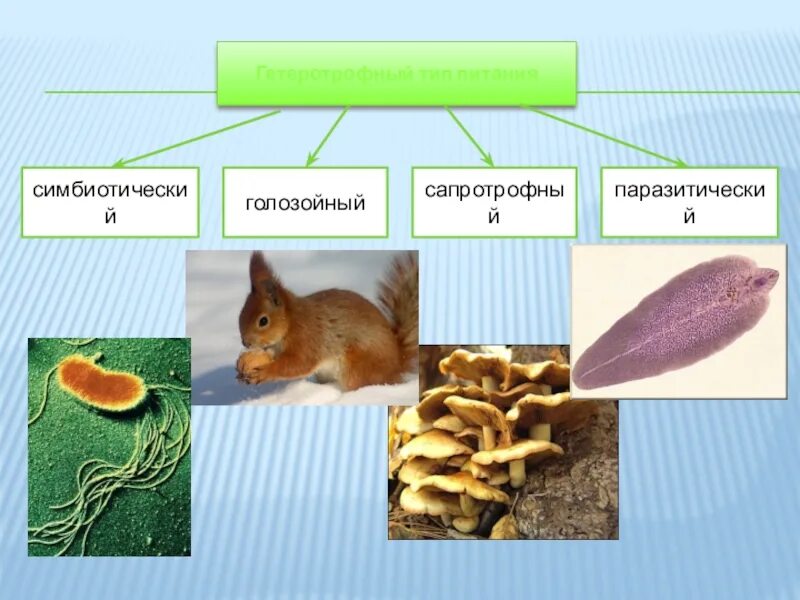 Гетеротрофный Тип питания. Голозойный Тип питания. Голозойный и голофитный Тип питания.