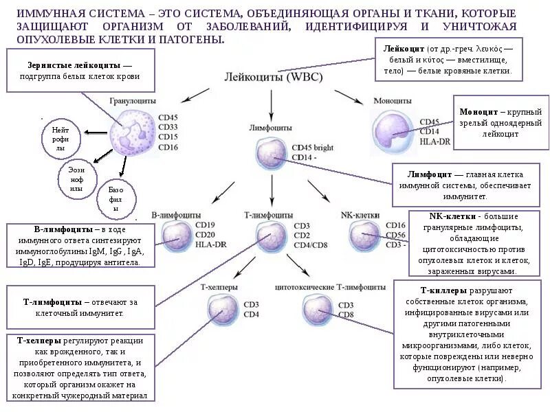 Количество т клеток. Схема развития клеток иммунной системы. Функции т-лимфоцитов и в-лимфоцитов таблица. Т-лимфоциты иммунной системы схема. Схема образования клеток иммунной системы.