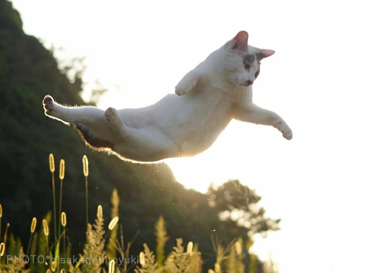 Кошка в прыжке. Кошка в движении. Кошка бегает. Коты прыгают.