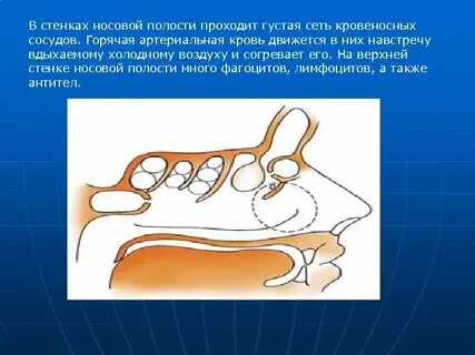 Полость пройти