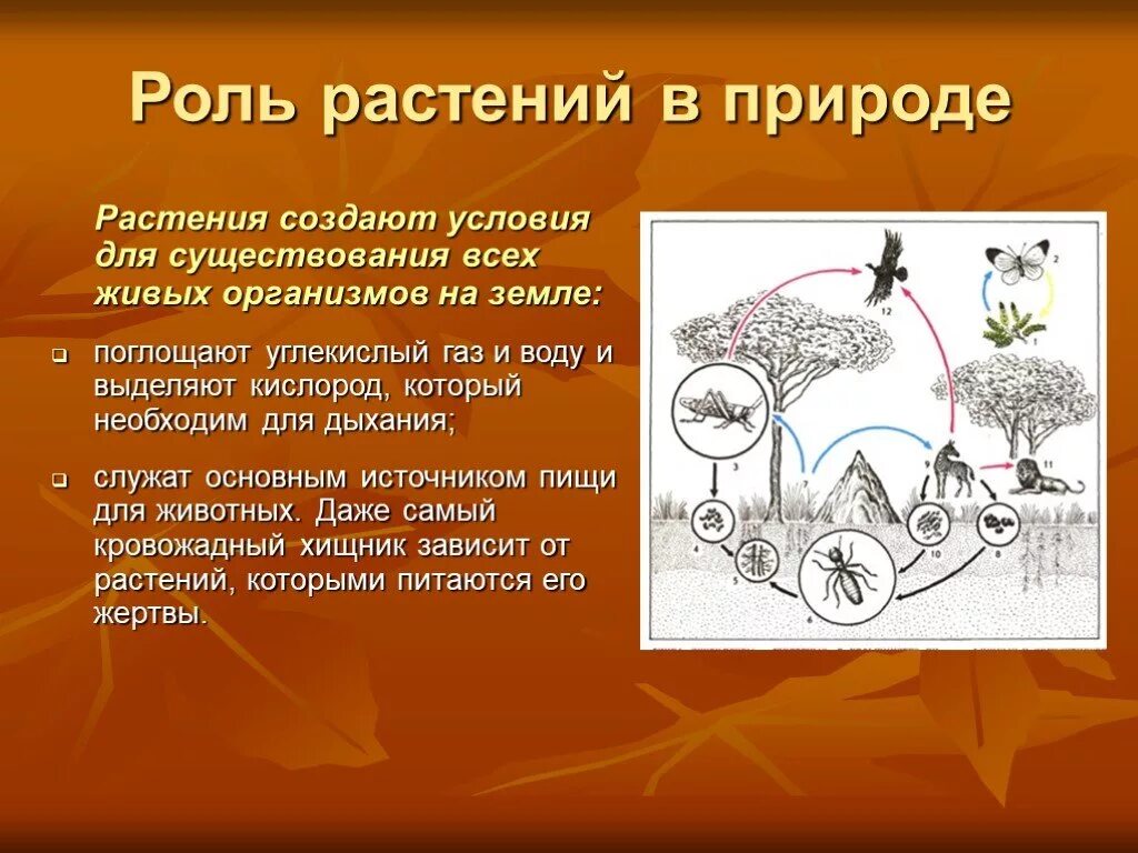 Роль растений в природе. Роль опмтений в природе. Коль растений в природе. Роль растений на земле.