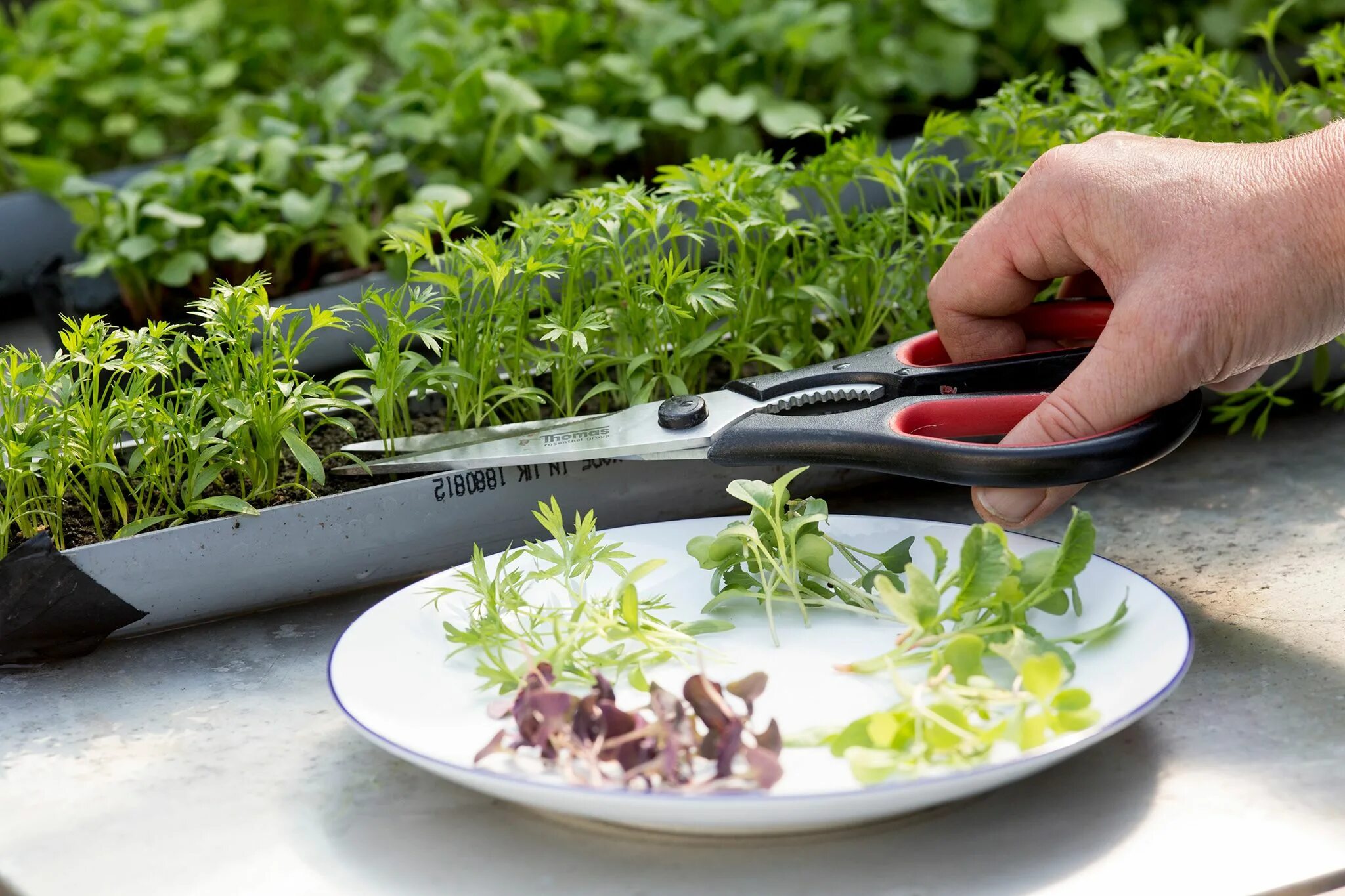 Micro Green микрозелень. Микрозелень базилик. Ферма микрозелень (microgreens).. Микрозелень 2023.