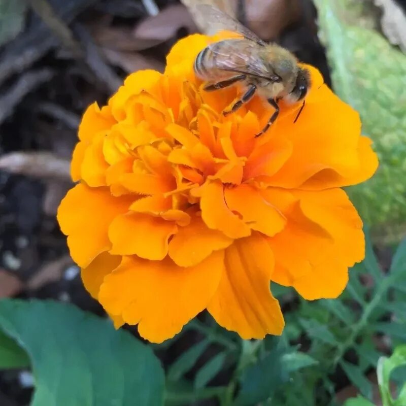 Бархатцы и календула. Пчела на календуле. Пчелы на бархатцах. Бархатцы в огороде от вредителей.