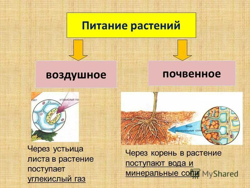 Почвенное питание растений. Минеральное почвенное питание растений. Почвенное Корневое питание растений. Питание растений презентация.