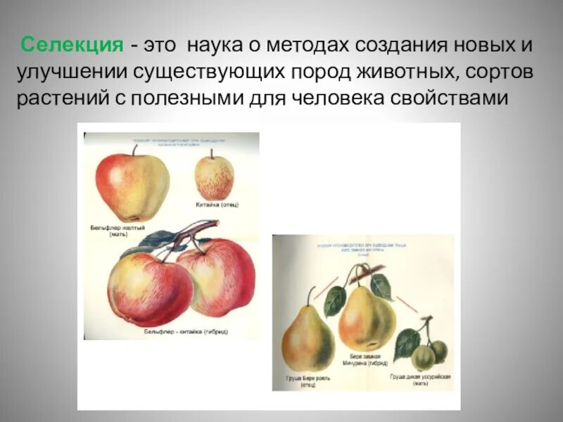 Примеры использования в селекции явления гетерозиса: найдено 90 картинок