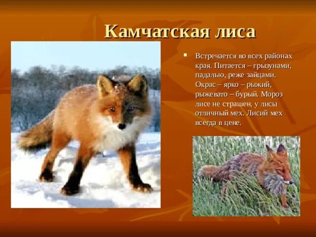 Животные красной книги Немного о красной книге