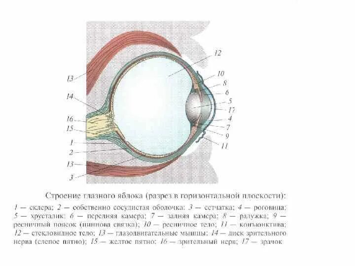 Анатомия: Глаз, oculus. Глазное яблоко, bulbus oculi