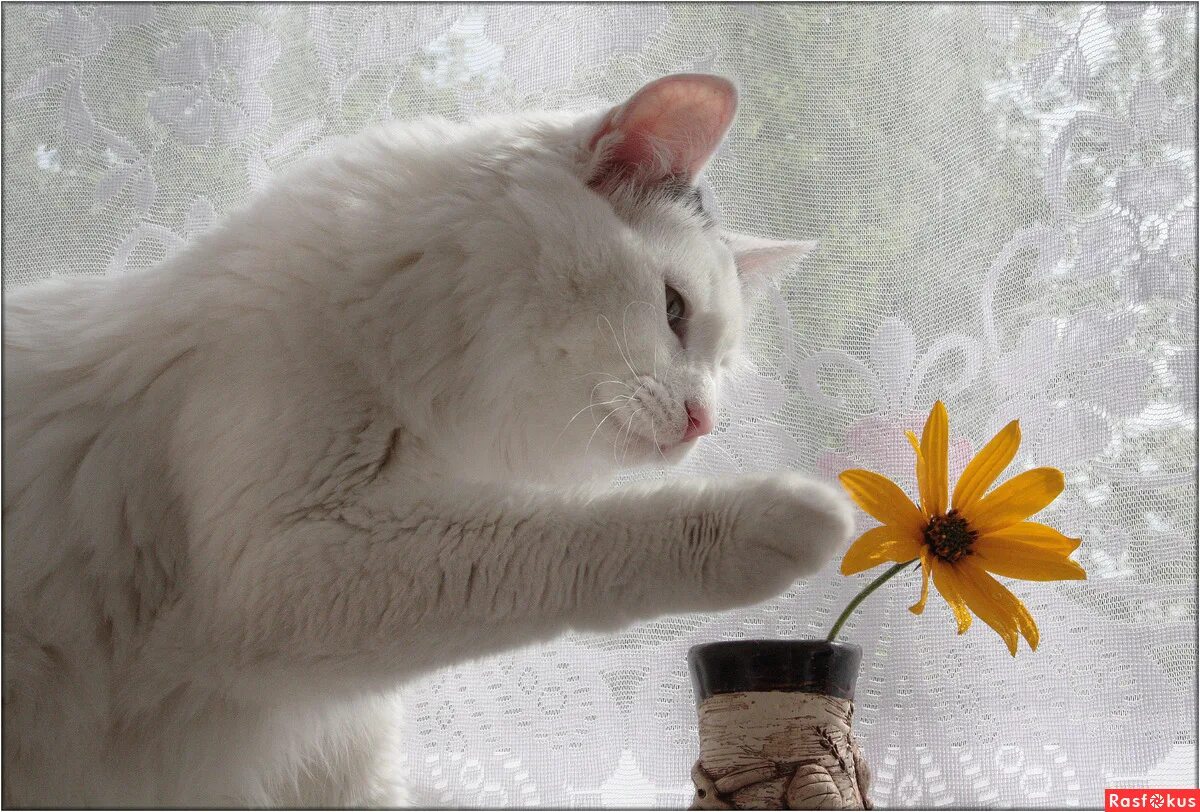 Дрессированный кот. Кот касается. Коты тянутся. Котенок лижет. Рыжий кот.