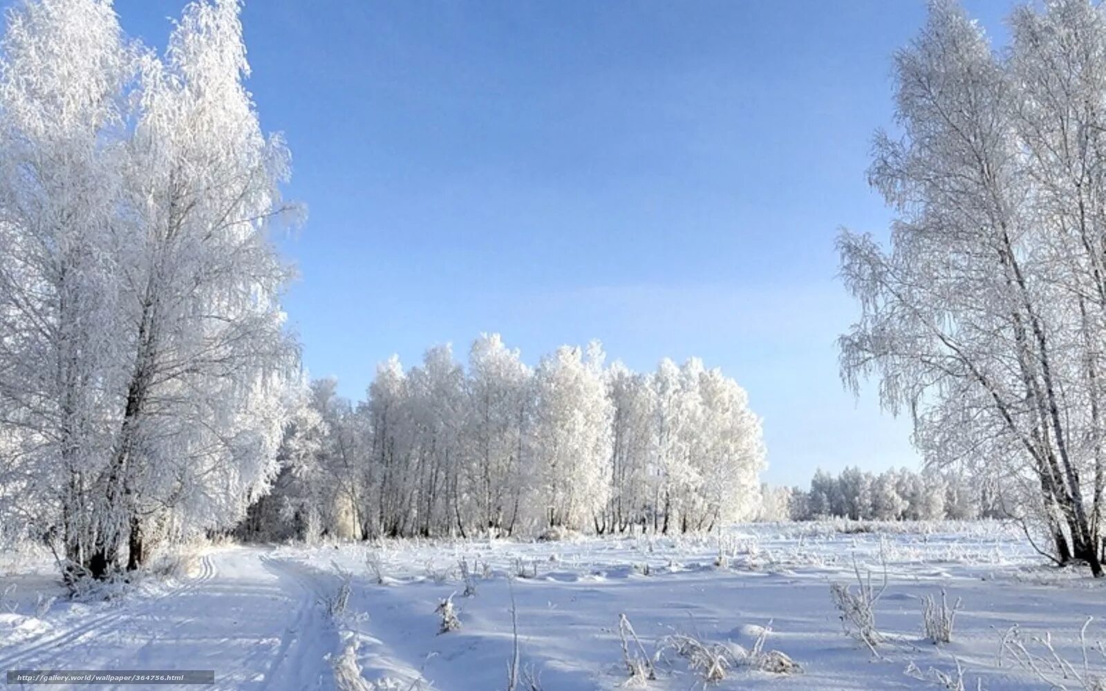 февраль время зимы. февральский пейзаж. зима солнце. солнечный зимний день. иней на деревьях в городе.