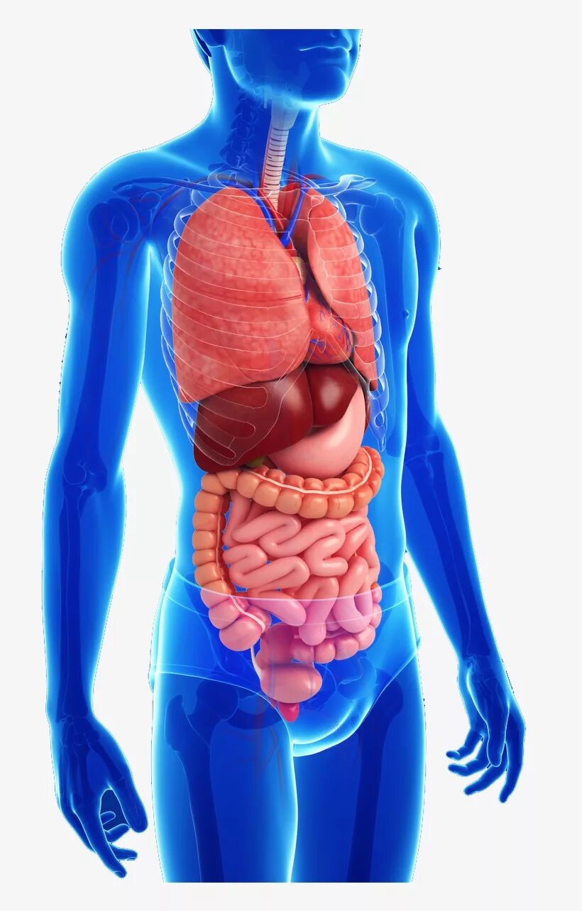 Органы человека картинка. Желудочно-кишечный тракт человека анатомия. Кишечный тракт человека анатомия. Анатомия ЖКТ человека. Анатомия человека органы желудочно кишечный тракт.