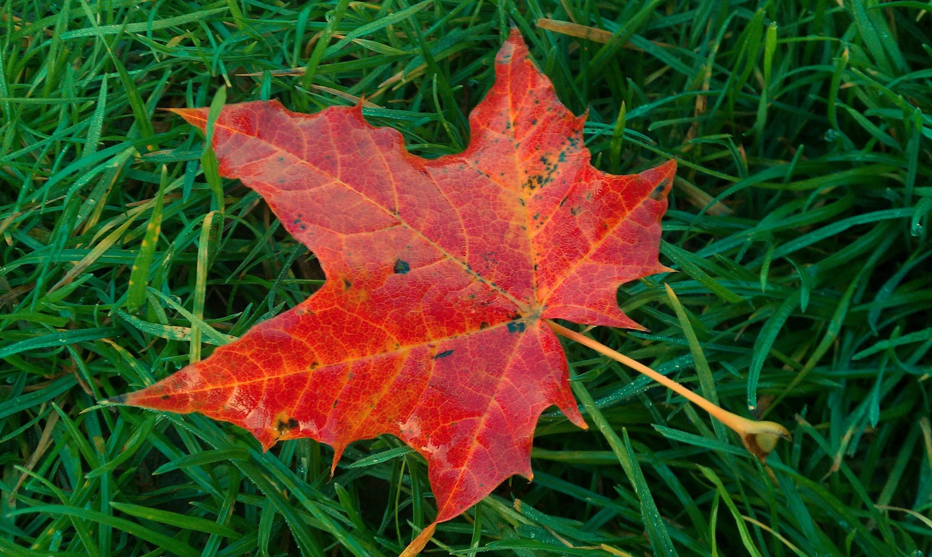 Листья кленов похожие на лапы резко. Листок клена. Осенние листья. Осенние листья клена. Красивые листочки.