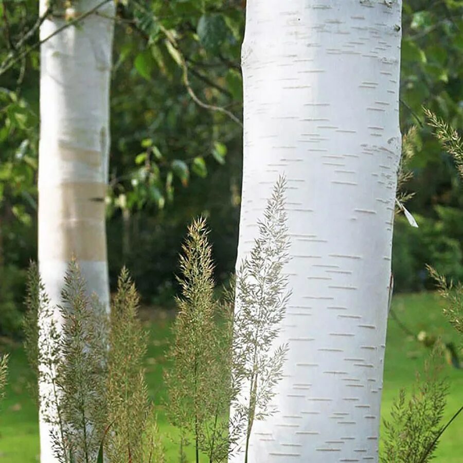 Береза повислая Лонг транк. Береза Grayswood Ghost. Береза Жакмона. Betula Doorenbos. Продам березка