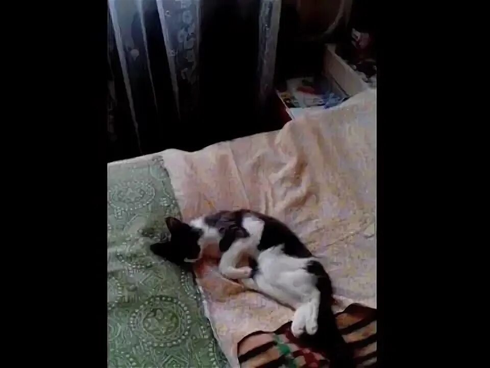 Как понять что ваш кот. Кошка стареет признаки. Смерть кошки от старости. Как понять что хочет кот. Мертвая от старости кошка.