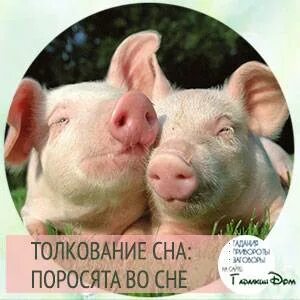 К чему снится свинья живая сонник
