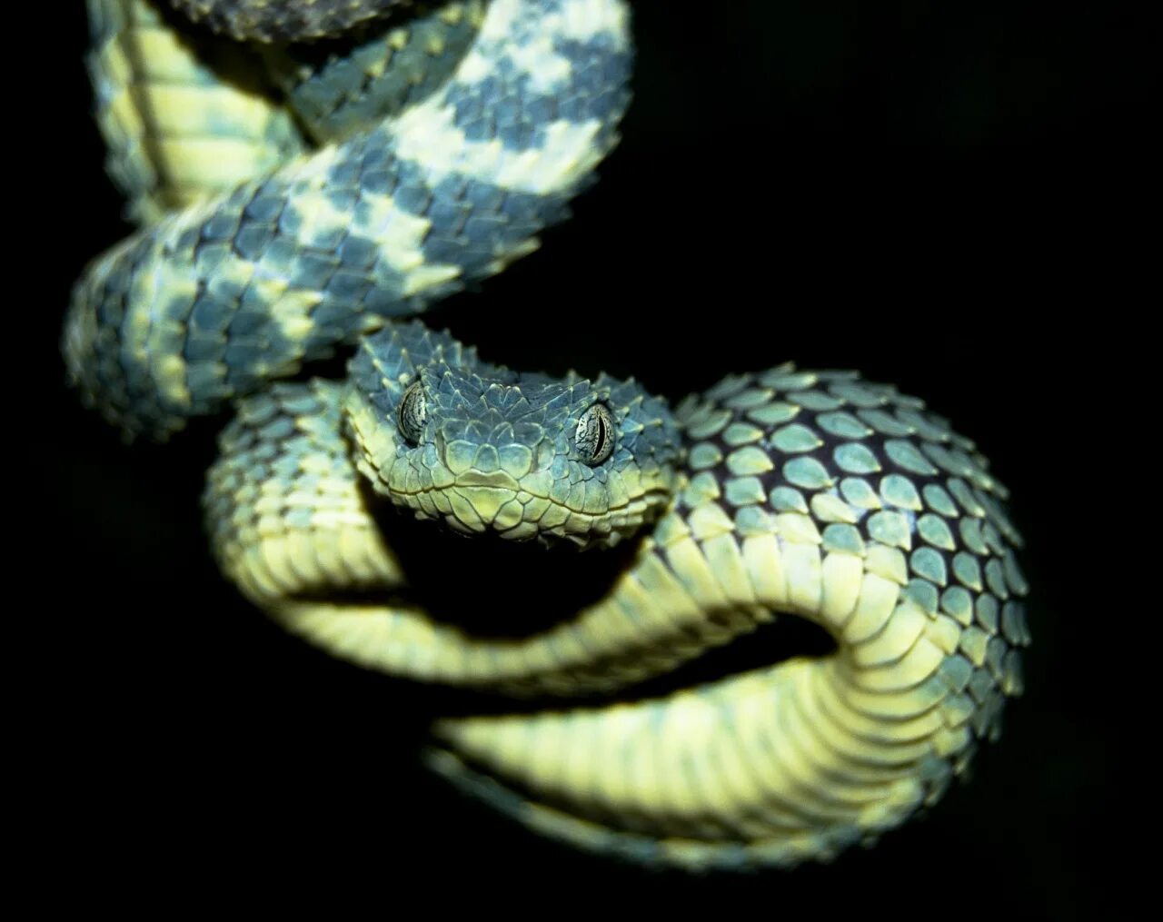 Кустарниковая гадюка (Atheris. Шершавая древесная гадюка голубая. Шершавая древесная гадюка (Atheris squamigera). Кустарниковая гадюка голубая. Змея змеиный