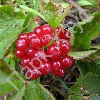 Как выглядит костяника