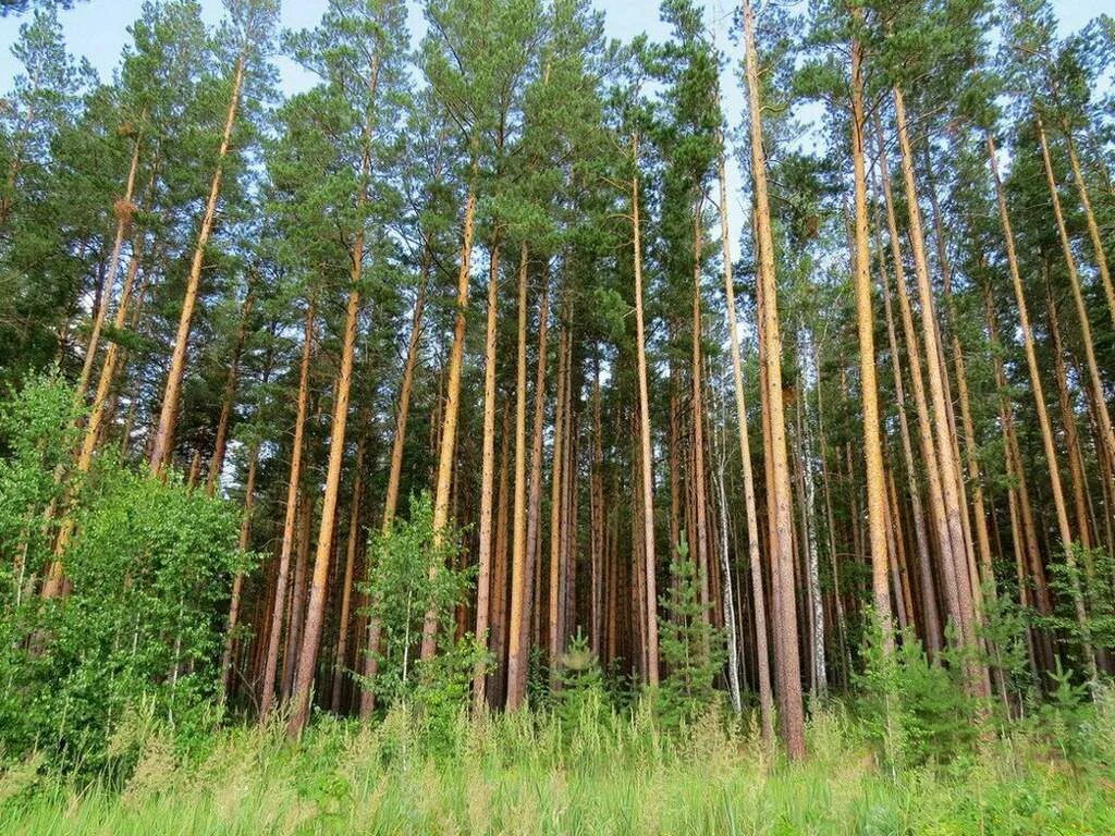 сибирский кедровый лес. чистые сосны. реликтовый сосновый бор. лес вид снизу на небо. лодейное поле леса.