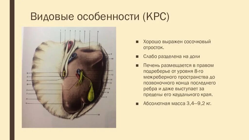 Печень крупного рогатого скота анатомия. Печень лошади анатомия строение. Строение печени животных. Доли печени КРС. У каких животных печень