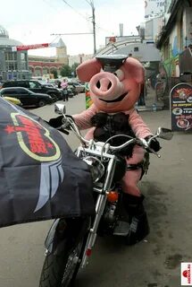 Свинья в люльке и каске