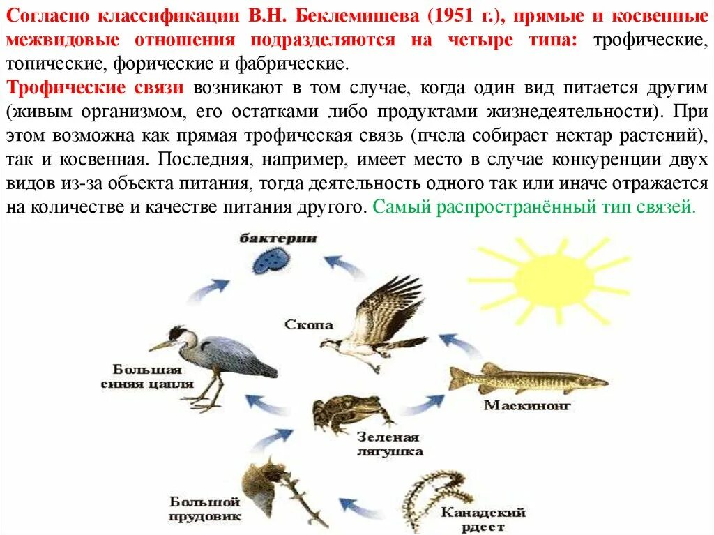 Разнообразие пищевых взаимоотношений. Типы трофических связей. Косвенные трофические связи примеры. Прямых и косвенных трофических связей.. Примеры прямых и косвенных трофических связей.