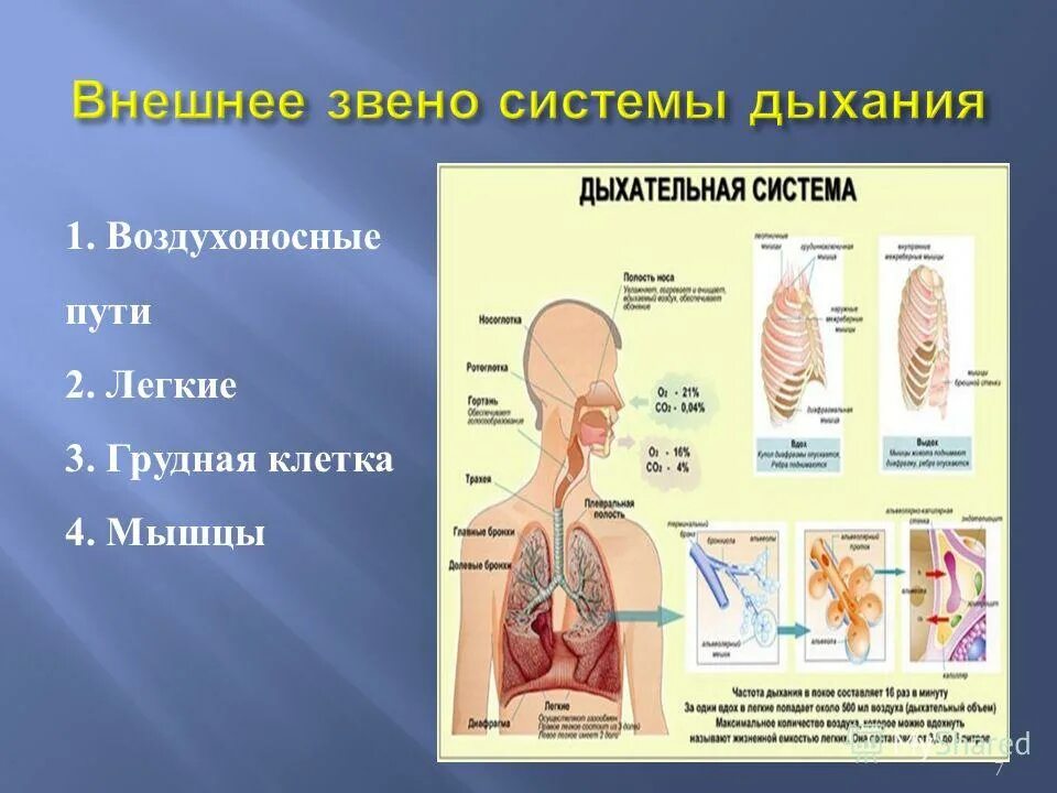 Дыхательная система. Внешнее звено системы дыхания. Звенья дыхательной системы. Дыхательная система анатомия.