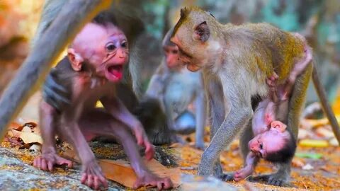 Baby monkey wildlife