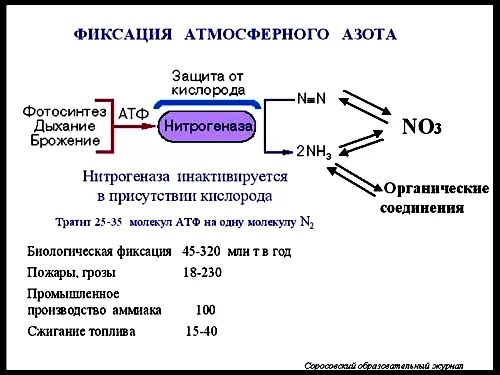 Нитрогеназа фиксация азота. Процесс фиксации азота нитрогеназа. Молекулярные механизмы биологической фиксации азота. Микроорганизмов фиксации атмосферного азота.