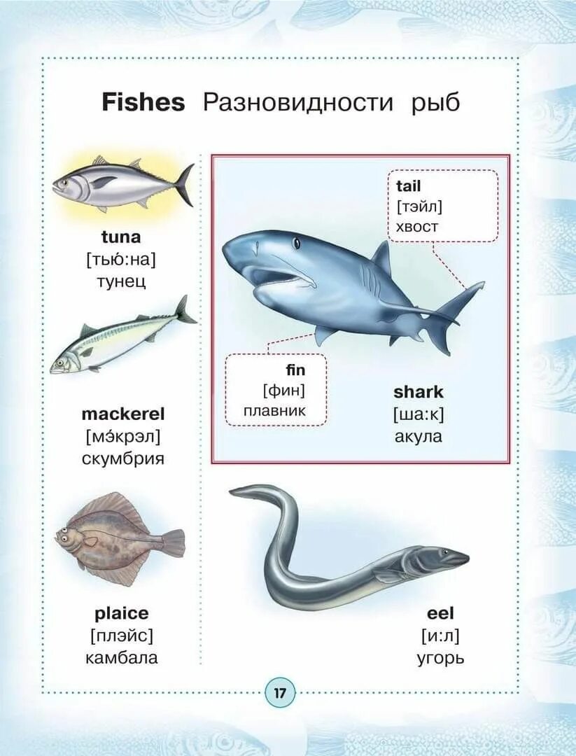 Визуальный английский словарь для детей. Англо-русский визуальный словарь. Русско англ визуальный словарь. Рыбы на английском.