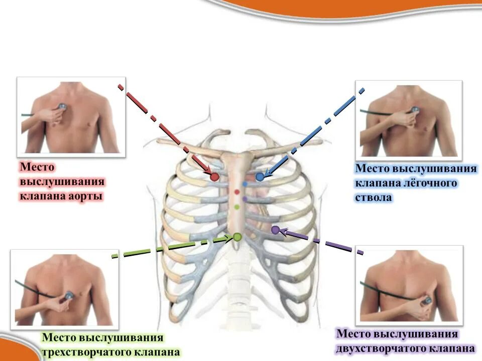 Точка выслушивания митрального клапана. Клапаны сердца места выслушивания тонов сердца. Клапаны сердца при аускультации точки. Клапаны сердца схема аускультации. Клапаны сердца на грудной клетке