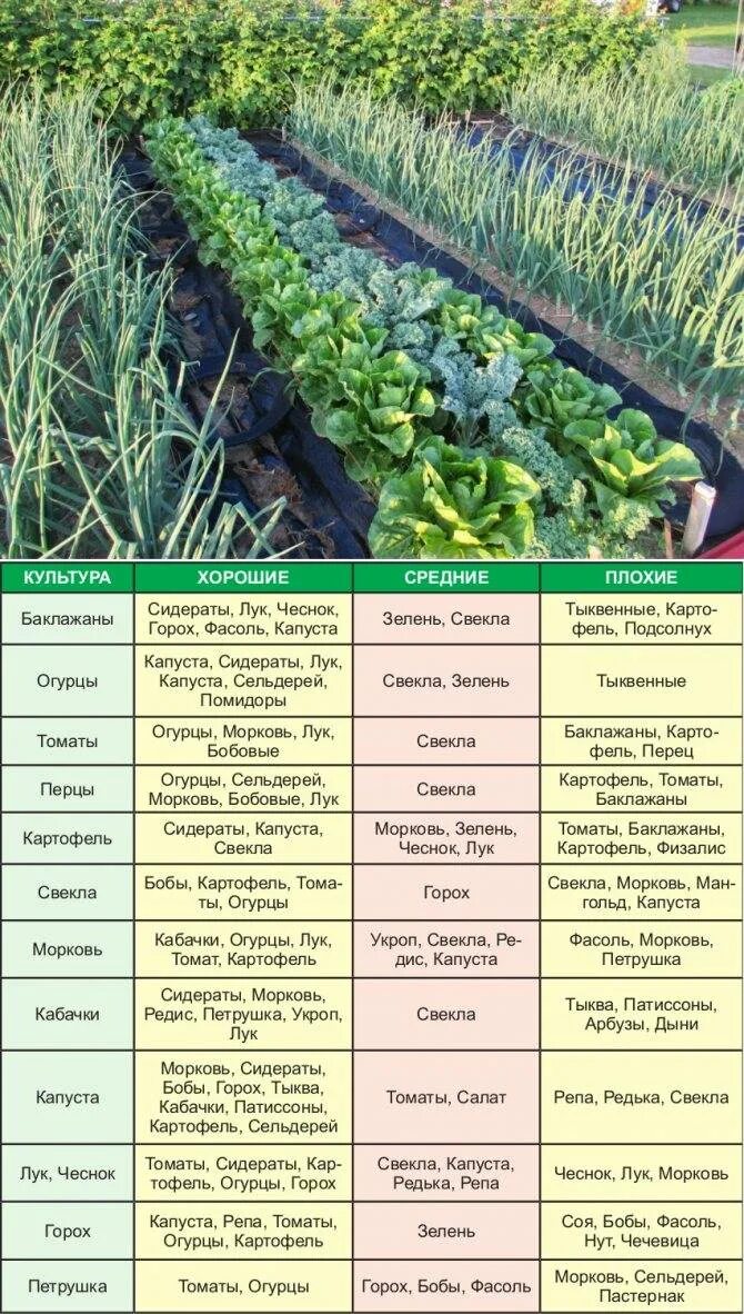 Кабачки какая почва. Схема посадки сидератов. Таблица сидератов для овощных культур. Соседство овощей на грядках. Совместимость посевов на грядке.