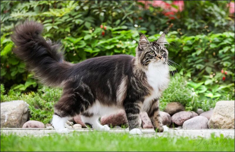 мейн кун рыжий хвост. мейн кун аборигенная порода. куну полные. кошка мейн кун. кошка мейн кун.