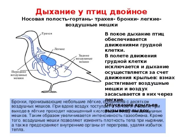 Какую функцию выполняют воздушные мешки. Воздушные мешки у птиц. Органы дыхания птиц. Дыхание птиц схема. Схема двойного дыхания у птиц.