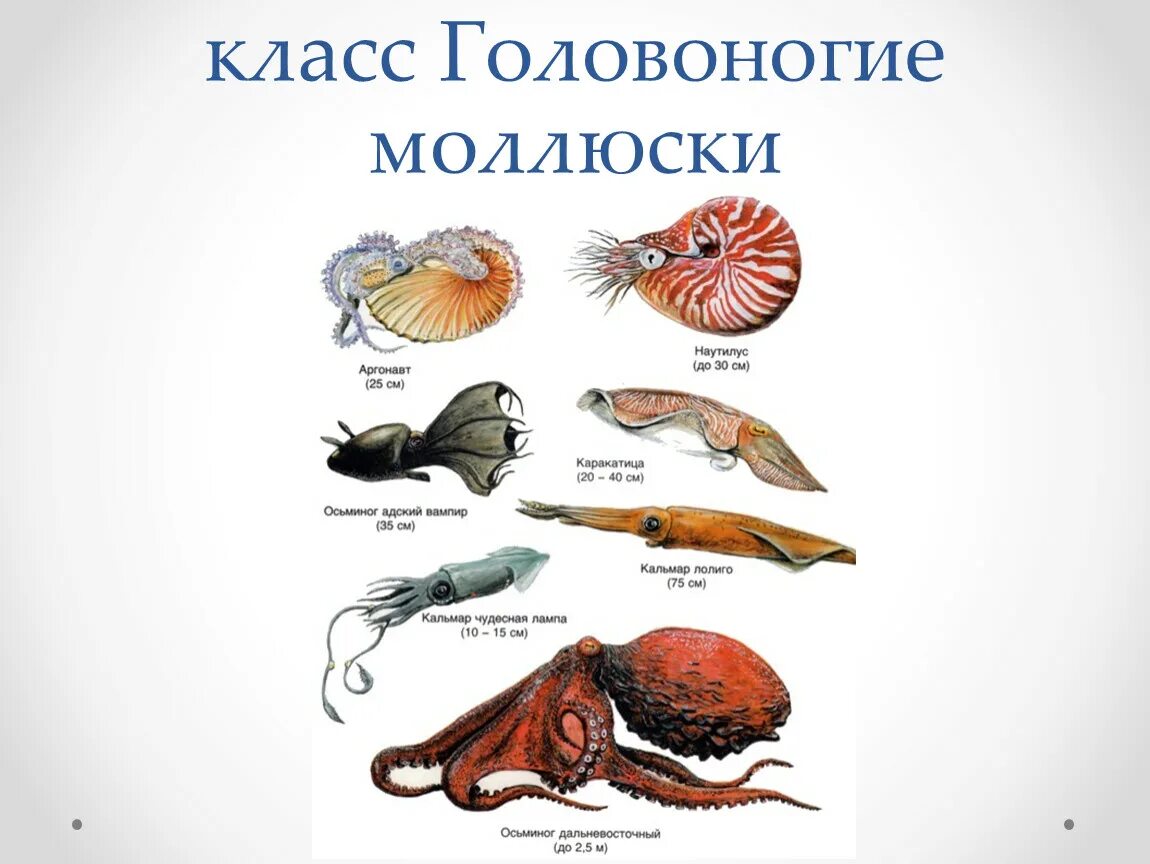 Три беспозвоночных моллюска. Представители класса головоногие. Тип моллюски головоногие представители. Представители класса головоногие моллюски примеры. Тип моллюски класс головоногие рисунок.