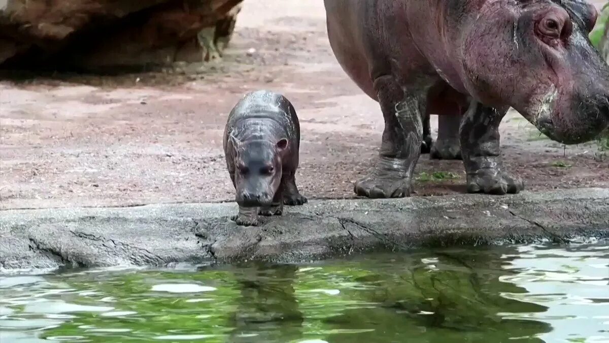 The baby hippo is learning to run. Hippo swimming. Gloria Hippo. Baby TV Hippo.