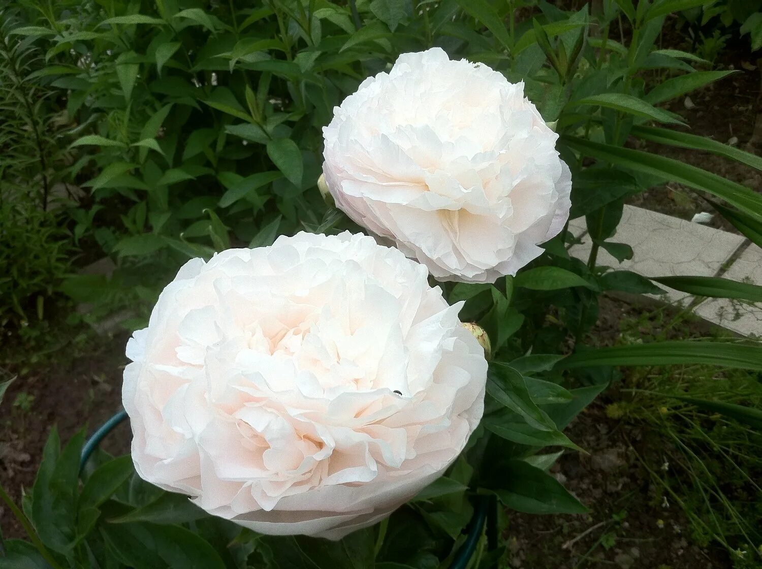 Peony Peppermint Patti Bulb flowers, Peony bulbs, Bulbs for sale