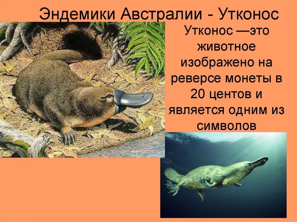 Какое животное является эндемиком