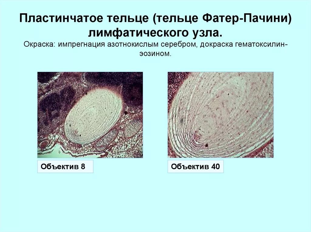 Пластинчатые тельца фатер-Пачини. Тельца фатера Пачини гистология. Тельце фатера Пачини гистология препарат. Тельца фатера Пачини гематоксилин эозин. Тельца фатера