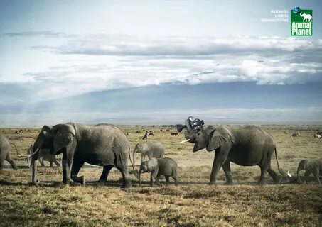Wildlife documentary