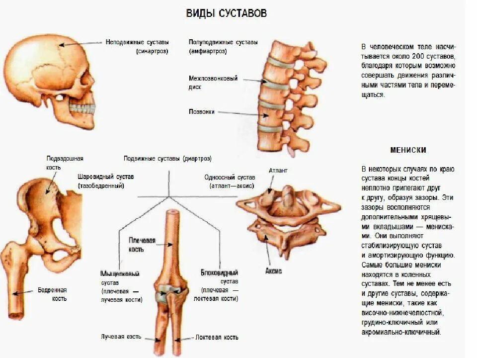 Как называются суставы у человека. Виды суставов. типы сочленения костей человека. система костей и их соединений. блоковидные соединения костей.