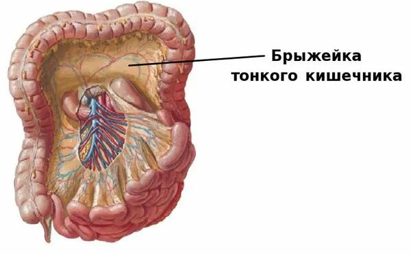 Лимфатические узлы в кишечнике. Брыжейка кишечника мезаденит. Лимфоузлы ободочной кишки.