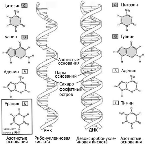 Аденин Тимин гуанин цитозин пары РНК. Аденин гуанин цитозин Тимин урацил ДНК И РНК задача. Аденин гуанин цитозин Тимин из РНК В ДНК. ДНК И РНК таблица аденин гуанин.